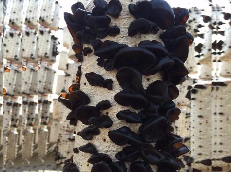 Dried Black Edible Fungus Wood Ear Mushroom Buy Black Fungus,Fungus