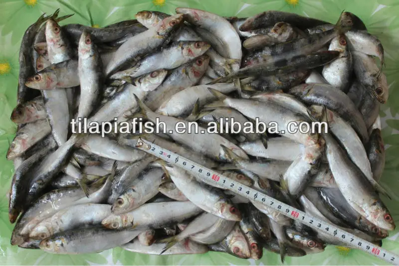 Small size frozen sardine fish for caning-Ikan-ID produk 