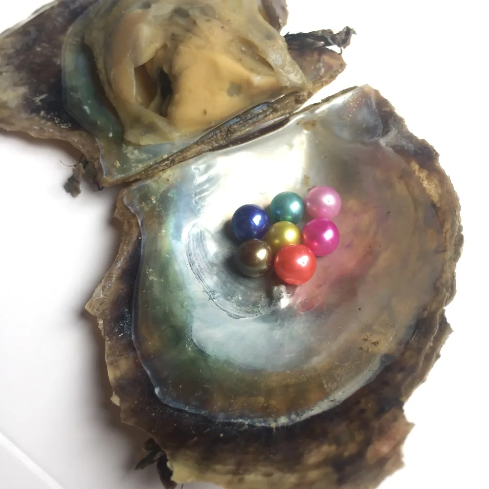 Fresh Water Oysters With 68mm Pearls Inside Buy Fresh Water Oysters