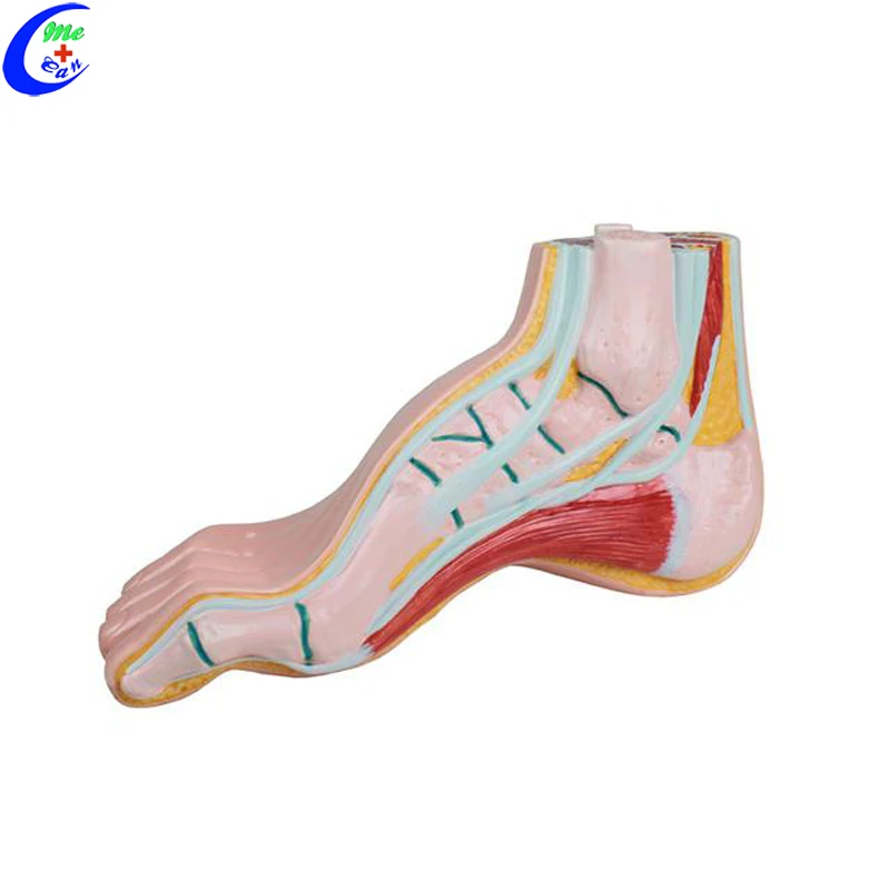 anatomical models for teaching