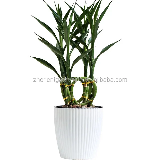 编织风水竹幸运流行竹幸运植物 Buy 竹幸运植物 竹幸运 幸运竹product On Alibaba Com