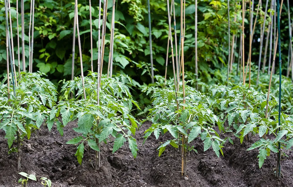 Details about   25 Bamboo Trellis Stakes 4' for Garden Plants Support Tomatoes Peas Plant Sticks 