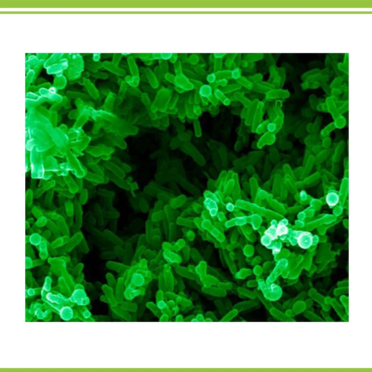 Trichoderma Harzianum