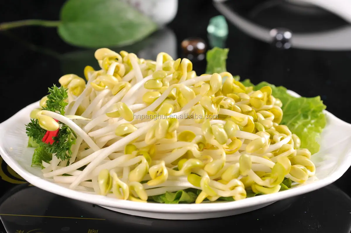 small capacity industrial price automatic mung bean sprout