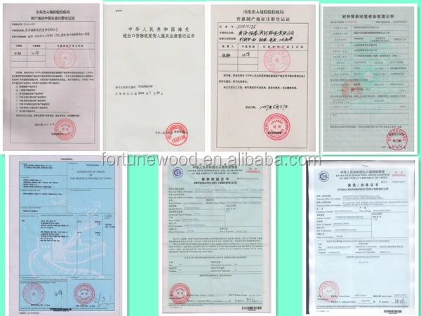 Fast Growing Paulownia Shan Tong Root Stump for Growing