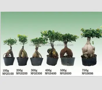 50g 3000g Ginseng Grafted Ficus Microcarpaus Bonsai 50g 3000g Ginseng Grafted Ficus Microcarpaus Bonsai Trees For Nursery