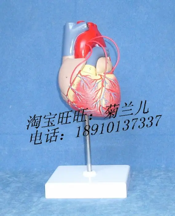 Online Buy Wholesale bypass surgery from China bypass
