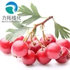 Chinese Supply Pure Natural Green Healthy Hawthorn Fruit Extract/ Hawthorn Berry Extract