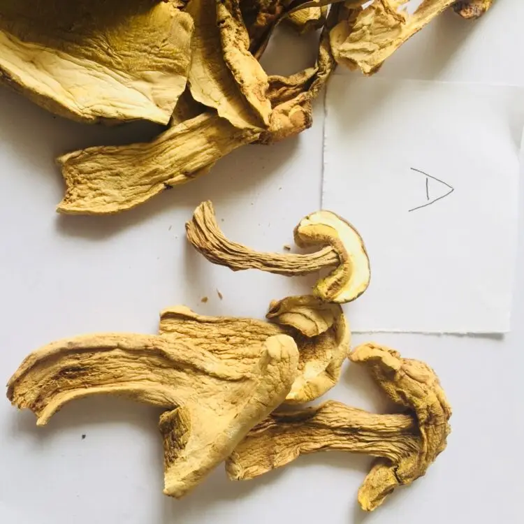 中国白干牛肝菌切片