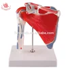 Human Anatomical Model 5 Part Shoulder Joint Model with Rotator Cuff
