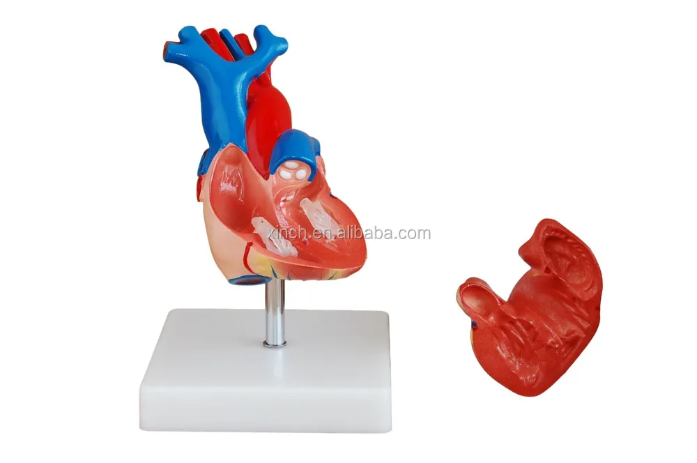 Anatomical Human Teaching Plastic Medical Heart Model Buy Anatomical Human Teaching Plastic