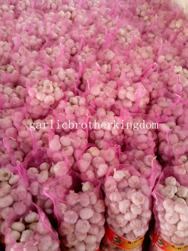 new crop Shandong fresh garlic