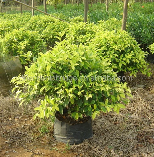 Evergreen Foliage Outdoor Landscaping Decorative Ornamental Plants Evergreen Foliage Outdoor Landscaping