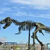 Park Project Fiberglass T Rex Dinosaur Skeleton Dinosaur Fossil For Sale