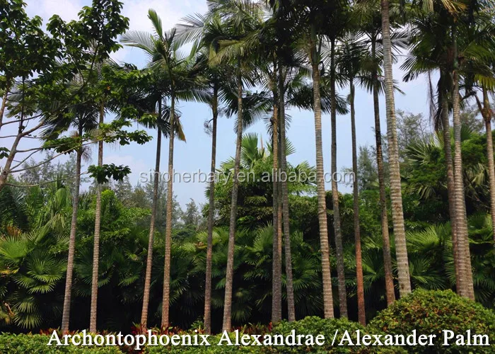 Shanghai Herbary Sale Foxtail Palm Seeds For Planting Buy Foxtail Palm Plant Trees Seeds Seeds Palm Product On Alibaba Com