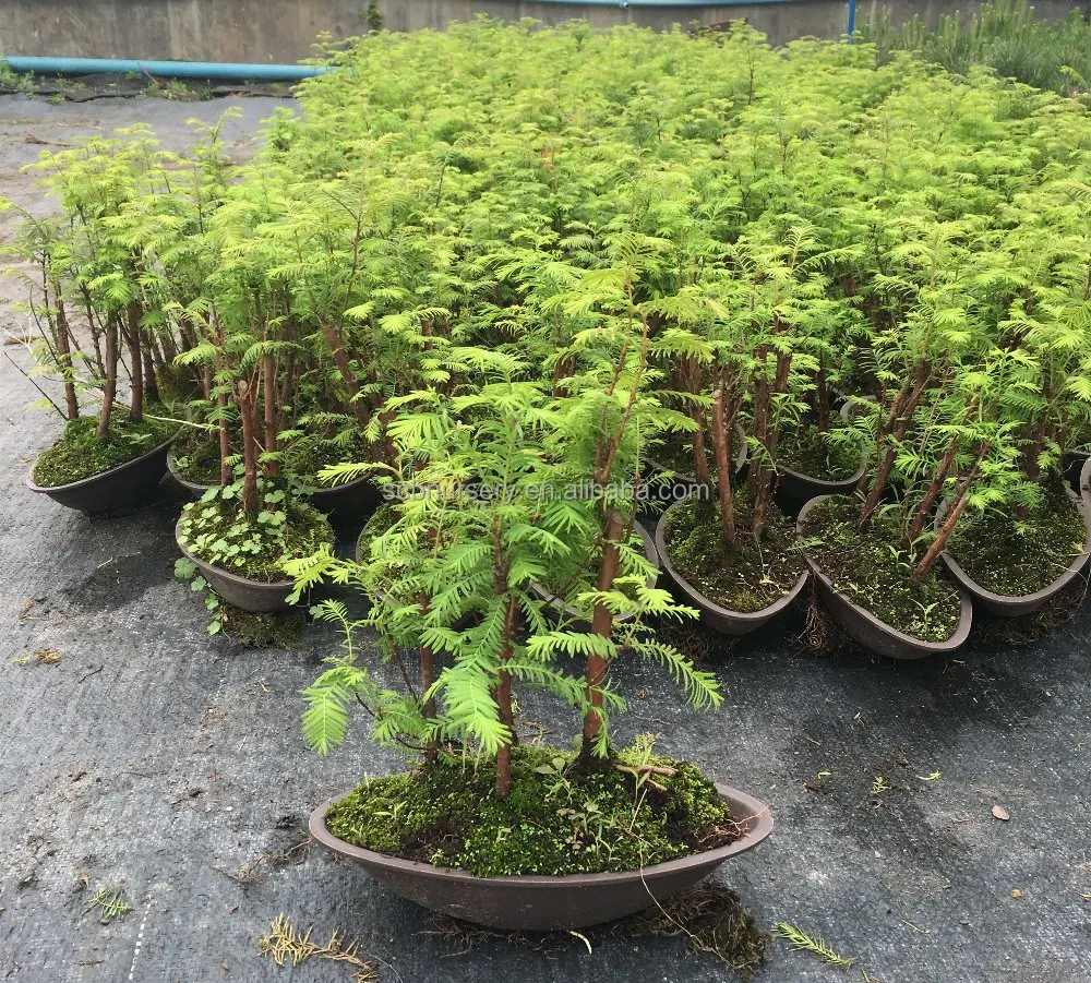 
Metasequoia glyptostroboides Hu & W. C. Cheng indoor ourdoor bonsai nursery suppiler exporter 