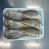 wide range of frozen new landing yellow croaker fish with cheap price