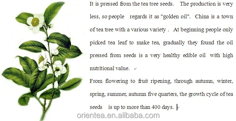 Camellia Sinensis Seed Oil Camellia Oil Cooking Oil Edible Oil - Buy