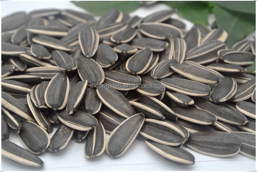 Online Wholesale Shop Sunflower Seed Price India Buy Sunflower Seed