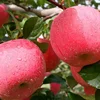 Fuji Apply, Qinguan, Huaniu, red delious apple, golden apple from Yuncheng China