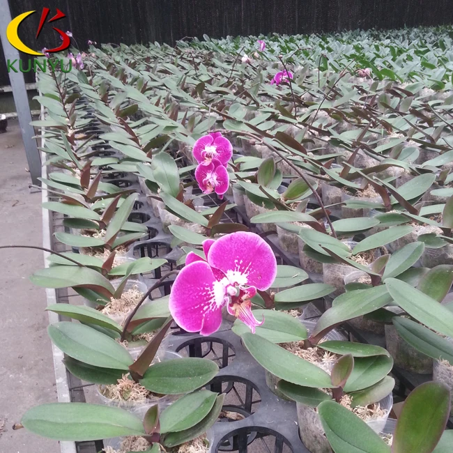 Phalaenopsis Orchid Seedlings From Taiwan Phalaenopsis Orchid Supply Orchid Plants For Sale