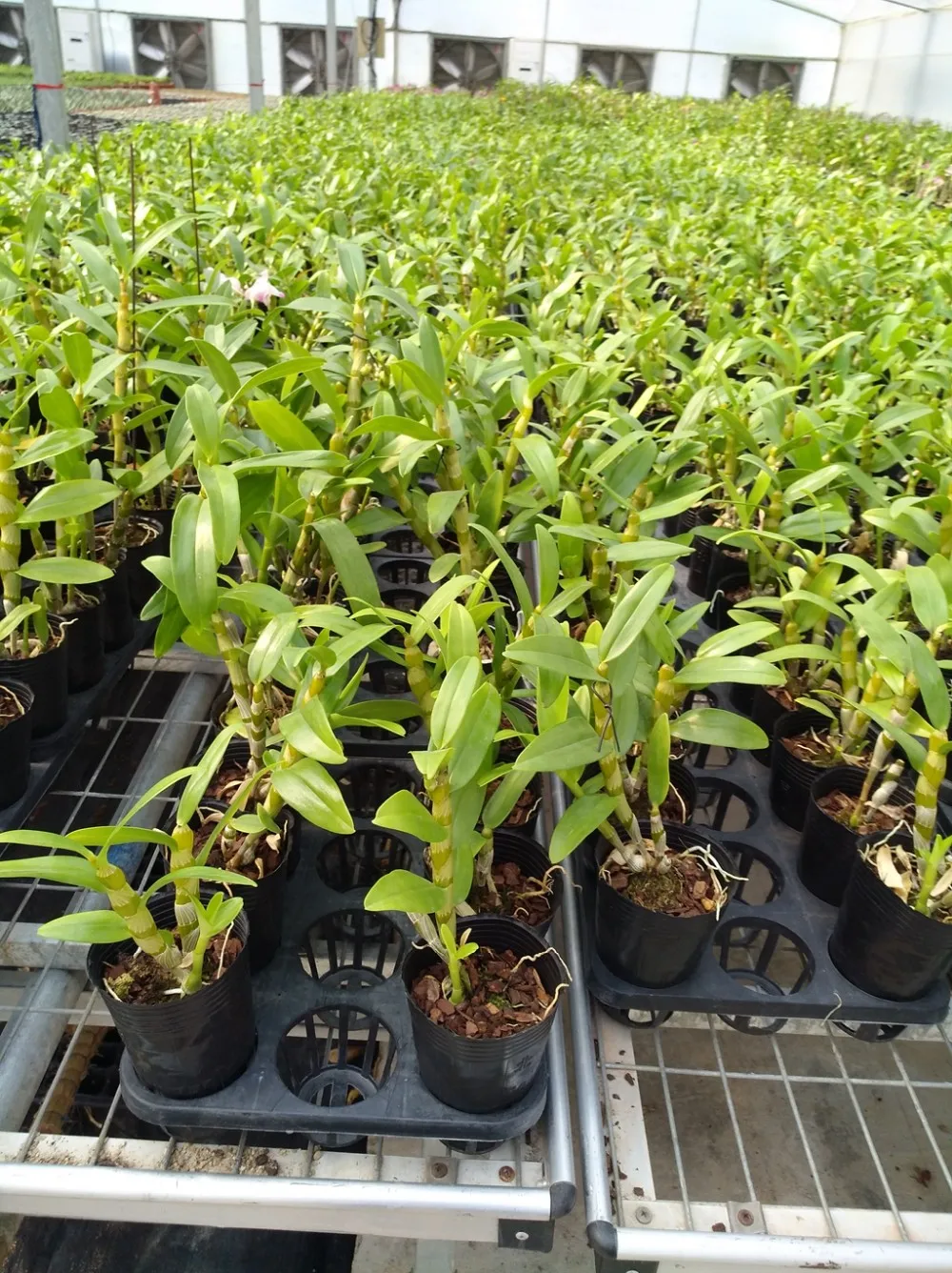 Beautiful Natural Dendrobium Nobile Plant Buy Dendrobium