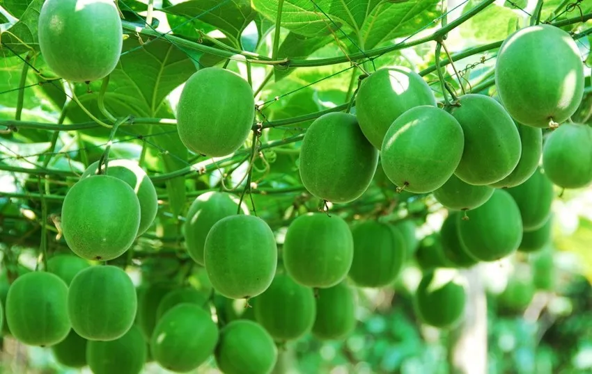 工厂供应 monkfruit powder/monkfruit extract mv7 mv25 %