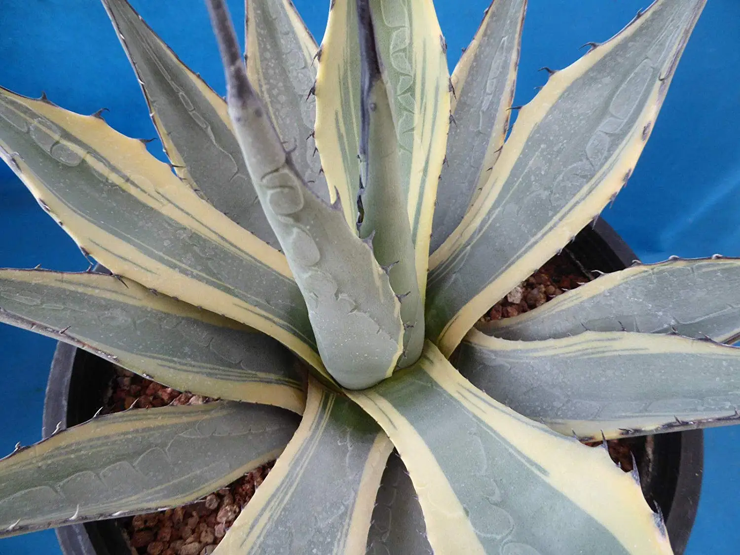 Chistina Agave