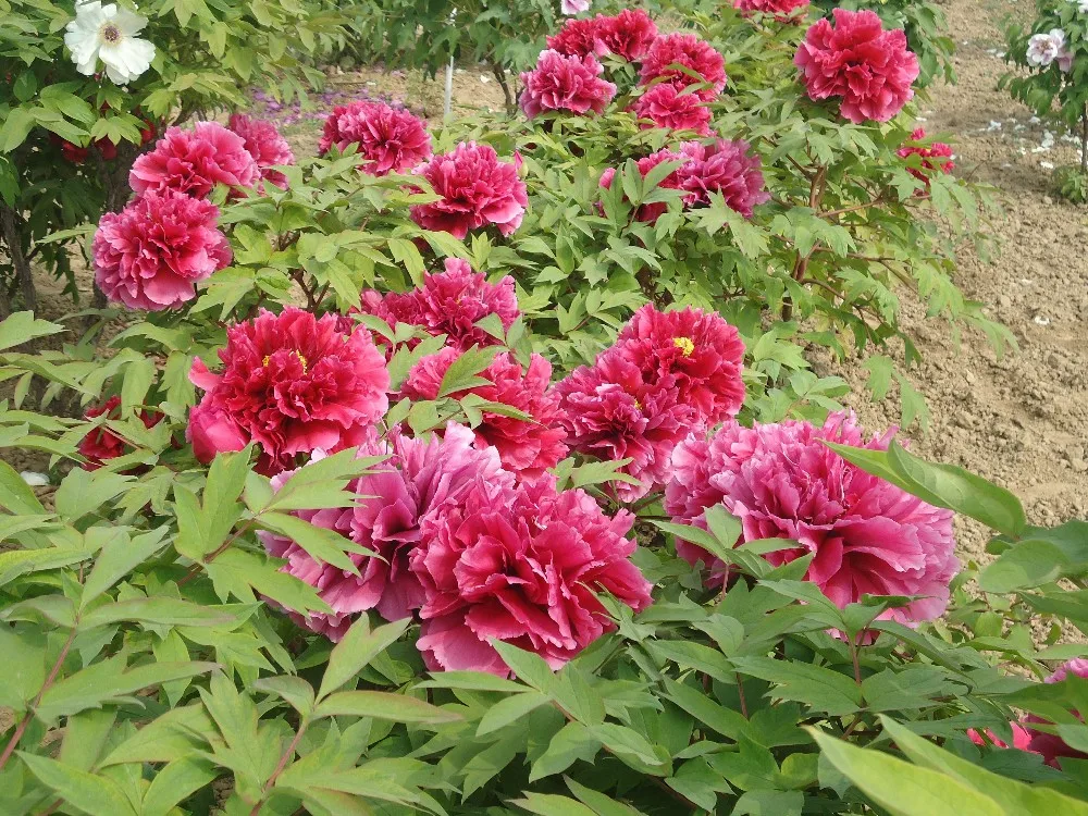 新鮮なカット草本牡丹の花長期赤紫ピンク色 Buy Fresh Cut Herbaceous Peony Flowers Product On Alibaba Com