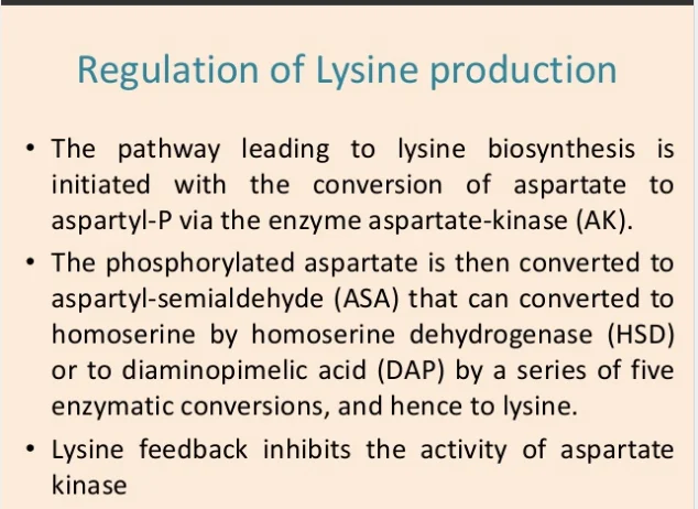 lysine 4