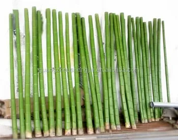 Fake Bamboo Plant Sticks Artificial Bamboo Poles Lucky Bamboo