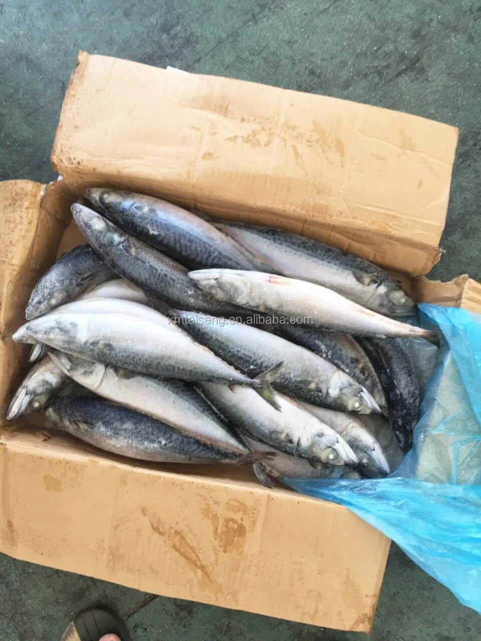 frozen fresh ocean seafoods pacific mackerel fish with good