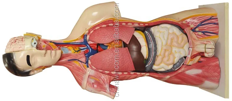 human torso,human body model,torso model parts