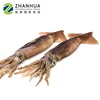 Frozen Argentina Illex Squid for Bait or Marketing