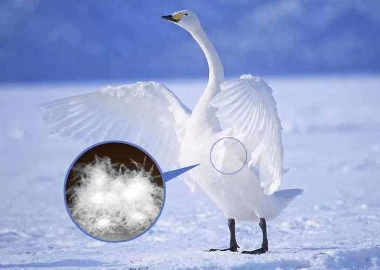 Goose down price per kg Clearance