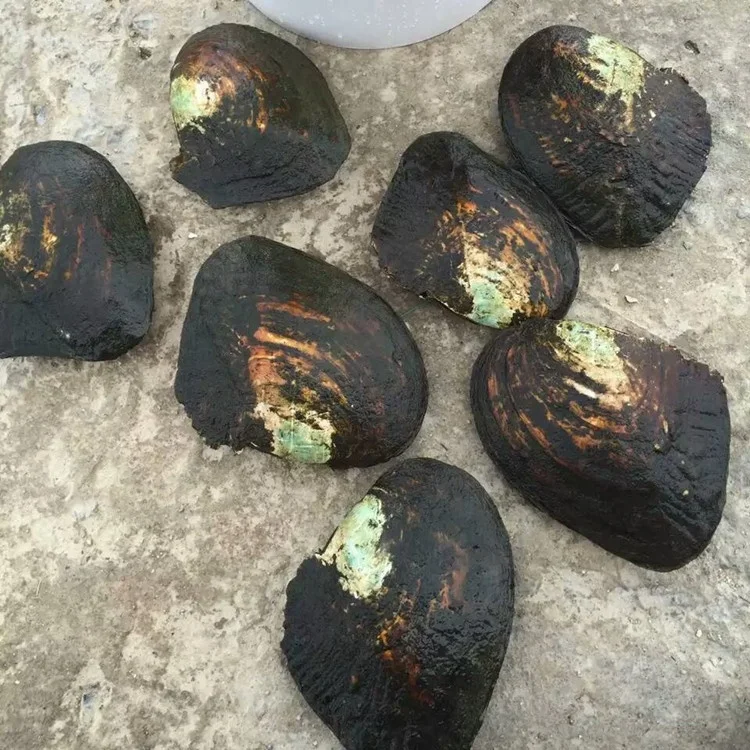 Live Taking Pearls From Freshwater Monster Oysters With 1030 Pearls