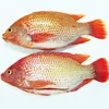 Hot sale farm raised red Tilapia fish whole round