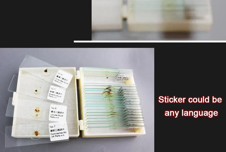 010 Entomology series microscope slides.jpg