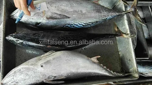 750+ bonito (3)