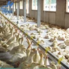 Modern Designed Automatic feeding production line / system for broiler / poultry