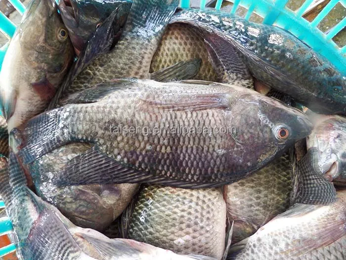 Fresh Tilapia Fillet Frozen Fish Buy Frozen Fish Brands,Seafood