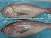 FROZEN WHITE SNAPPER WHOLE