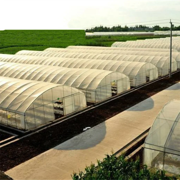 Pe Plastic Large Tunnel Greenhouse For Agriculture /vegetables Buy