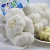 Fresh wholesale pure white garlic