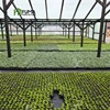 Insect net equipped low cost agriculture commercial wet wall multi span reinforced glass greenhouse for sale
