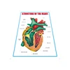 Factory price high quality india language heart system wall chart