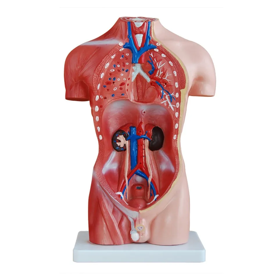 Модель органов человека. Torso компания. Анатомическая медицинская модель с15/1 фото.