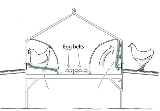 Automatic Nest System Equipment Chicken Manual Egg Collection Box - Buy