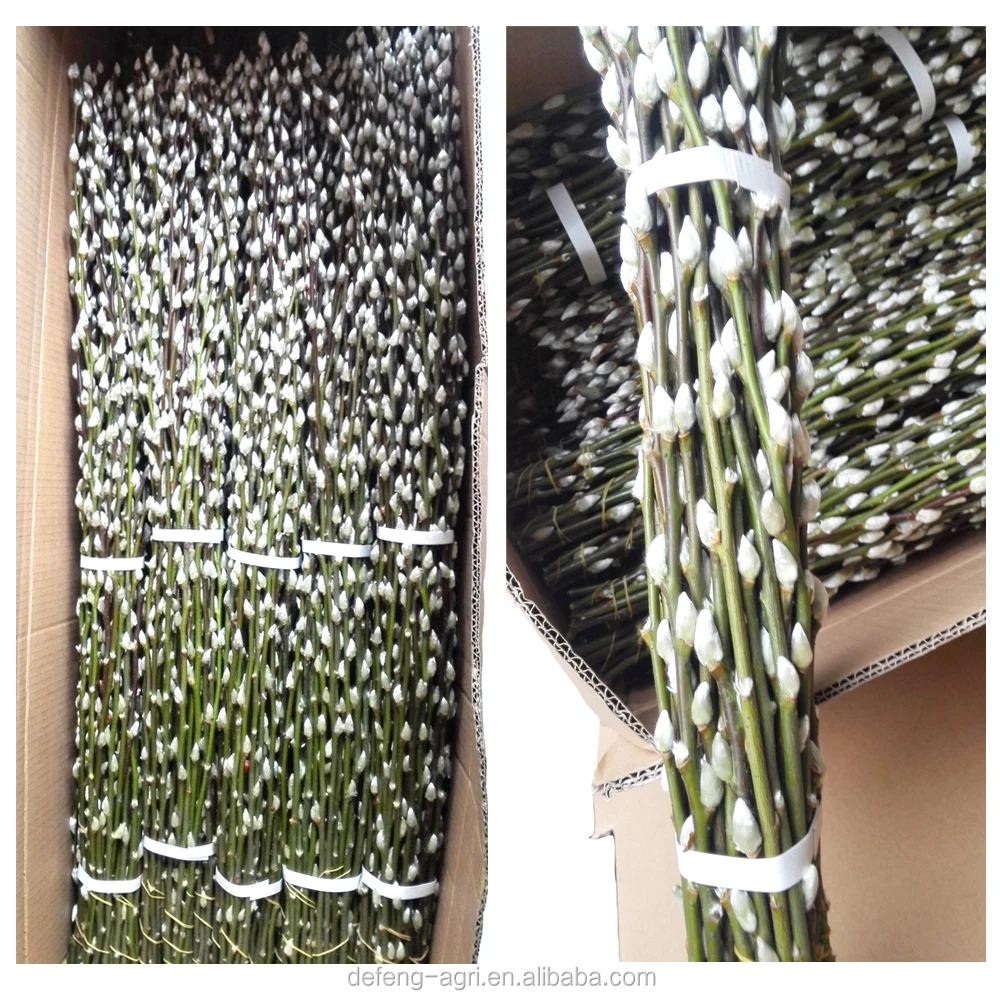 salix double 9