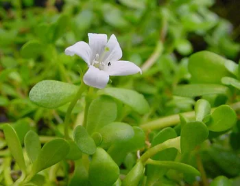 Bacopa Monnieri Bacopa Monnieri